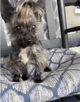 Gambi -Yorkie  Ready for New Home 🐾, a male Yorkshire Terrier for sale in Durham, NC – Photo 6 of 6