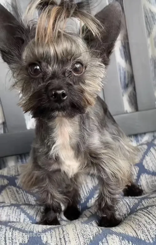 Gambi -Yorkie  Ready for New Home 🐾 – Yorkshire Terrier puppy for sale in Durham, NC