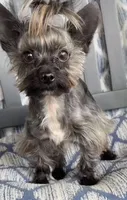 Gambi -Yorkie  Ready for New Home 🐾, a male Yorkshire Terrier for sale in Durham, NC – Photo 1 of 6
