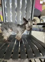 Gambi -Yorkie  Ready for New Home 🐾, a male Yorkshire Terrier for sale in Durham, NC – Photo 4 of 6