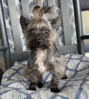 Gambi -Yorkie  Ready for New Home 🐾, a male Yorkshire Terrier for sale in Durham, NC – Photo 5 of 6