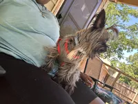 Gambi , a male Yorkshire Terrier for sale in Durham, NC – Photo 2 of 3