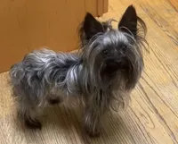 Gambi , a male Yorkshire Terrier for sale in Durham, NC – Photo 1 of 3