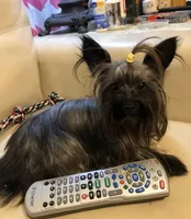 Gambi , a male Yorkshire Terrier for sale in Durham, NC – Photo 3 of 3