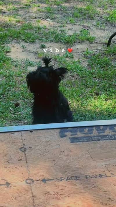 Baby -Yorkie Ready for New Home 🐾.., a male Yorkshire Terrier for sale in Durham, NC – 2 of 6