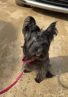 Baby , a male Yorkshire Terrier for sale in Durham, NC – Photo 2 of 6