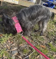 Baby , a male Yorkshire Terrier for sale in Durham, NC – Photo 5 of 6
