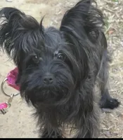 Baby , a male Yorkshire Terrier for sale in Durham, NC – Photo 1 of 6