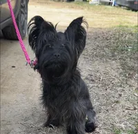 Baby , a male Yorkshire Terrier for sale in Durham, NC – Photo 3 of 6