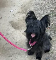 Baby , a male Yorkshire Terrier for sale in Durham, NC – Photo 4 of 6