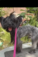 Baby -Yorkie Ready for New Home 🐾, a male Yorkshire Terrier for sale in Durham, NC – Photo 2 of 5