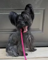 Baby -Yorkie Ready for New Home 🐾, a male Yorkshire Terrier for sale in Durham, NC – Photo 3 of 5