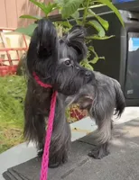 Baby -Yorkie Ready for New Home 🐾, a male Yorkshire Terrier for sale in Durham, NC – Photo 5 of 5