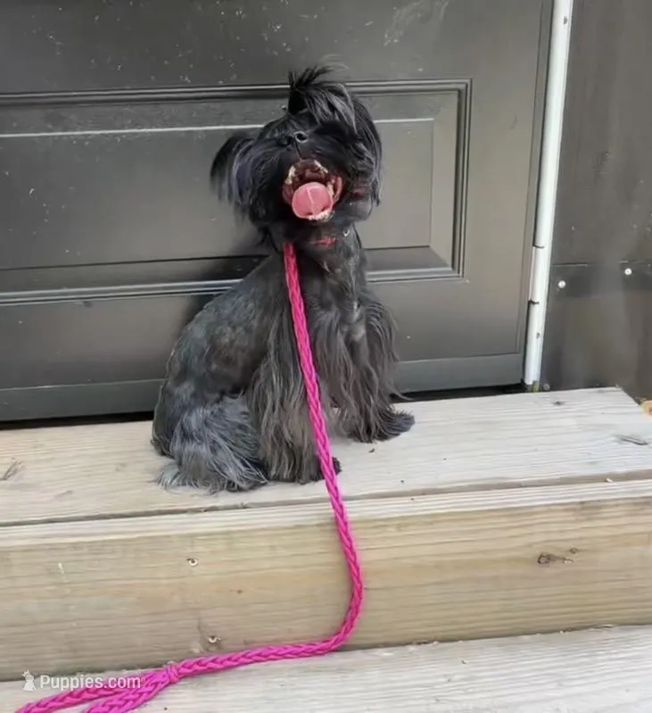 Baby -Yorkie Ready for New Home 🐾 – Yorkshire Terrier puppy for sale in Durham, NC