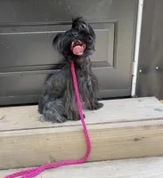 Baby -Yorkie Ready for New Home 🐾, a male Yorkshire Terrier for sale in Durham, NC – Photo 1 of 5