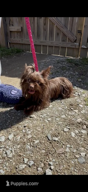 Yorkie – Adult – Ready for New Home 🐾… – Yorkshire Terrier puppy for sale in Durham, NC