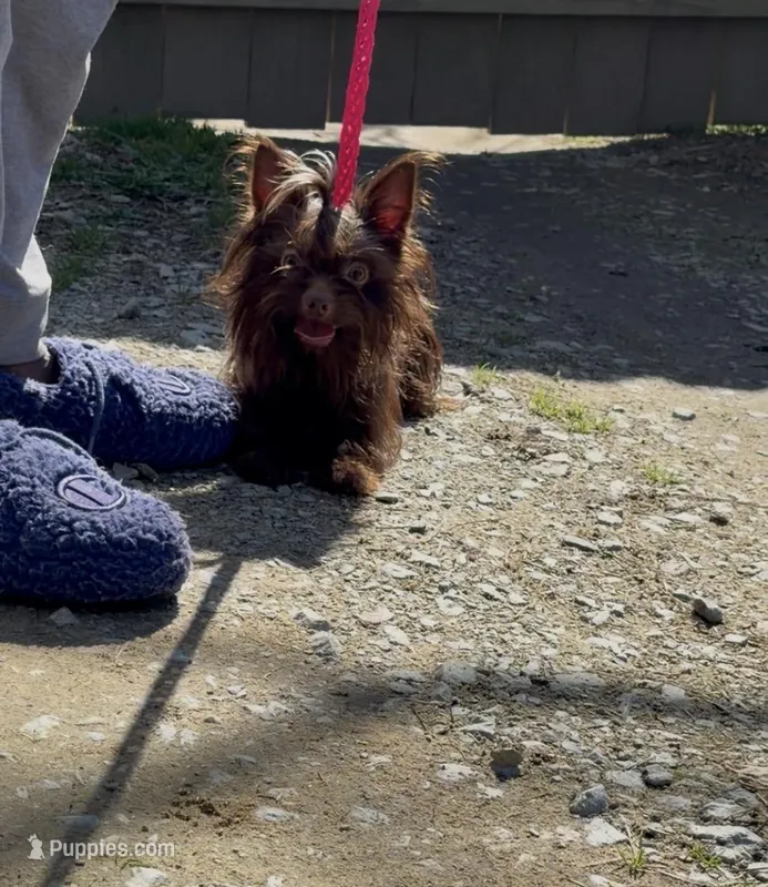 Dowshee – Yorkshire Terrier puppy for sale in Durham, NC