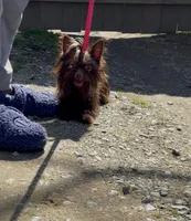 Dowshee, a male Yorkshire Terrier for sale in Durham, NC – Photo 1 of 3