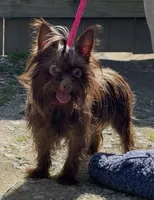 Dowshee, a male Yorkshire Terrier for sale in Durham, NC – Photo 3 of 3