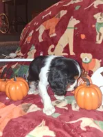 AKC Max, a male Cavalier King Charles Spaniel for sale in Brentwood, TN – 7 of 9