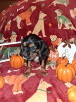 AKC Brownie, a male Cavalier King Charles Spaniel for sale in Brentwood, TN – 3 of 4