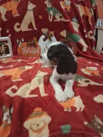 AKC Tobey, a male Cavalier King Charles Spaniel for sale in Brentwood, TN – 4 of 6