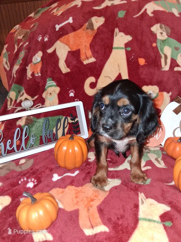 AKC Brownie – Cavalier King Charles Spaniel puppy for sale in Brentwood, TN