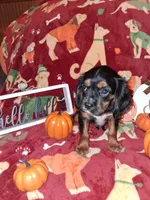 AKC Brownie, a male Cavalier King Charles Spaniel for sale in Brentwood, TN – 1 of 4