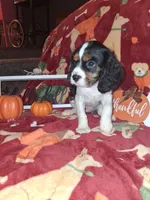 AKC Max, a male Cavalier King Charles Spaniel for sale in Brentwood, TN – 4 of 9