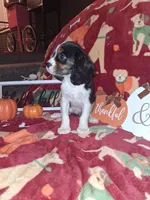 AKC Max, a male Cavalier King Charles Spaniel for sale in Brentwood, TN – 3 of 9