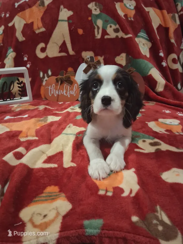 AKC Tobey – Cavalier King Charles Spaniel puppy for sale in Brentwood, TN
