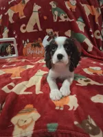 AKC Tobey, a male Cavalier King Charles Spaniel for sale in Brentwood, TN – 2 of 6