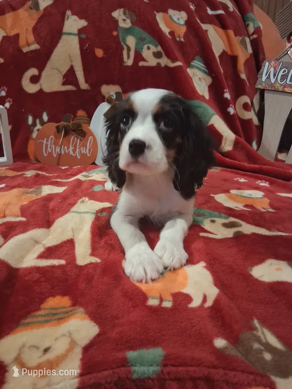 AKC Tobey – Cavalier King Charles Spaniel puppy for sale in Clarksville, TN