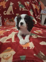 AKC Tobey, a male Cavalier King Charles Spaniel for sale in Brentwood, TN – 5 of 6