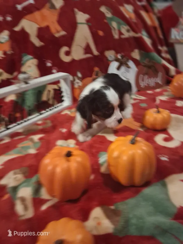 AKC Tobey – Cavalier King Charles Spaniel puppy for sale in Brentwood, TN