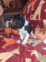 AKC Max, a male Cavalier King Charles Spaniel for sale in Brentwood, TN – 2 of 9