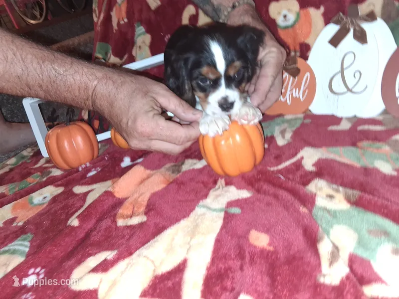 AKC Max – Cavalier King Charles Spaniel puppy for sale in Brentwood, TN