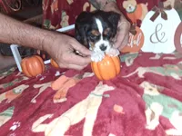 AKC Max, a male Cavalier King Charles Spaniel for sale in Brentwood, TN – 6 of 9