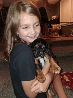 AKC Brownie, a male Cavalier King Charles Spaniel for sale in Brentwood, TN – 2 of 4
