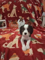 AKC Tobey, a male Cavalier King Charles Spaniel for sale in Brentwood, TN – 6 of 6