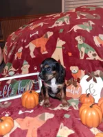 AKC Max, a male Cavalier King Charles Spaniel for sale in Brentwood, TN – 8 of 9