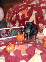 AKC Max, a male Cavalier King Charles Spaniel for sale in Brentwood, TN – 9 of 9