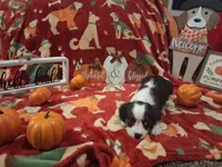 AKC Tobey, a male Cavalier King Charles Spaniel for sale in Brentwood, TN – 3 of 6