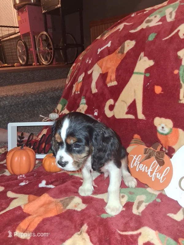 AKC Max – Cavalier King Charles Spaniel puppy for sale in Brentwood, TN