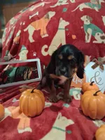 AKC Max, a male Cavalier King Charles Spaniel for sale in Brentwood, TN – 5 of 9