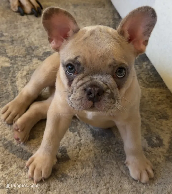 Tito, a male French Bulldog for sale in Tampa, FL – 1 of 10