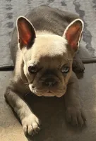 Brandy, a male French Bulldog for sale in Tampa, FL – 6 of 10