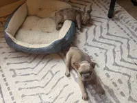 Tito, a male French Bulldog for sale in Tampa, FL – 7 of 10