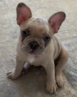 Tito, a male French Bulldog for sale in Tampa, FL – 3 of 10