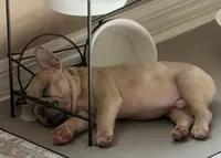 Tito, a male French Bulldog for sale in Tampa, FL – 6 of 10